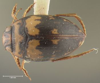 Media type: image;   Entomology 23923 Aspect: habitus dorsal view